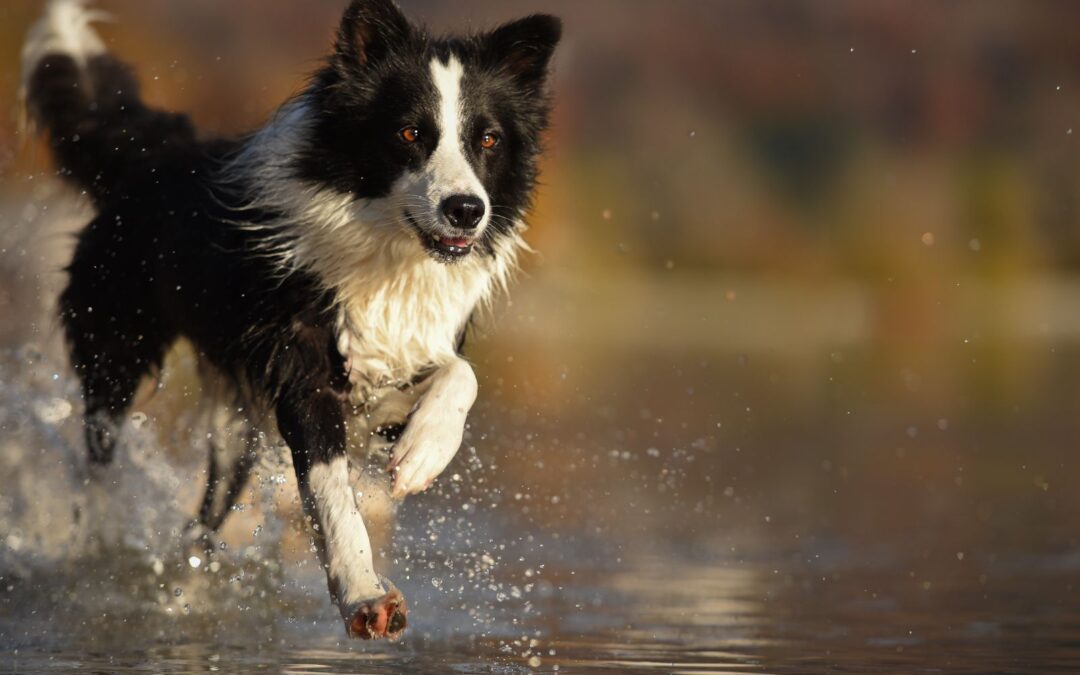 Black and white dog running over the river and playing wioth joy