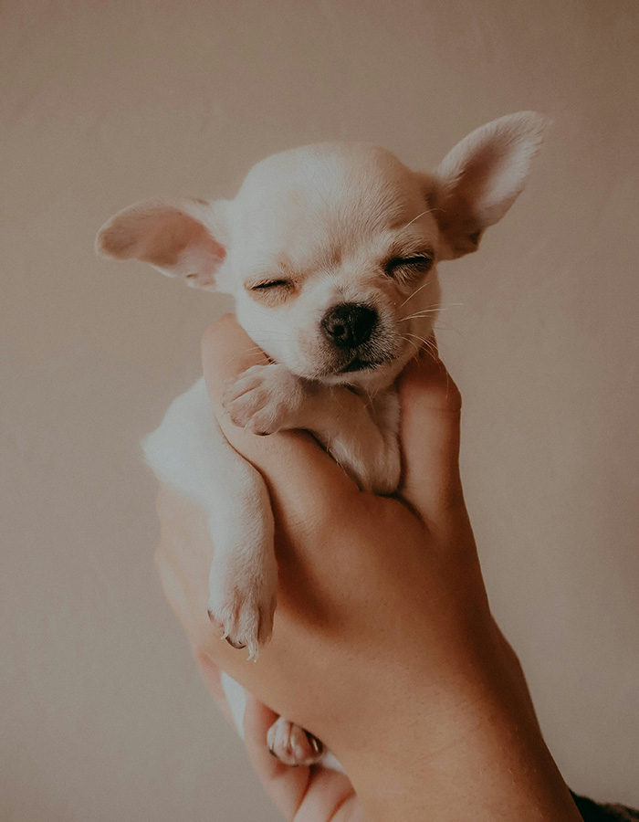 A small white puppy being held up