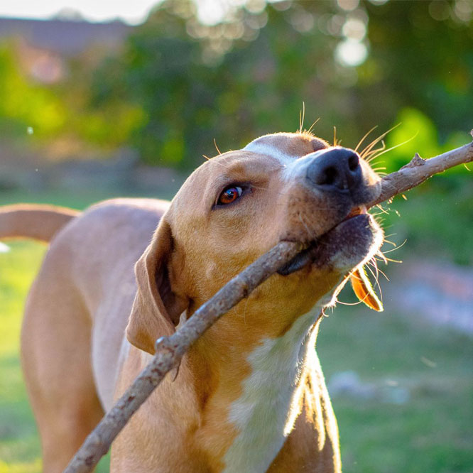 Dog-with-branch Dog-with-branch