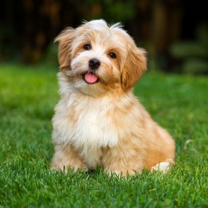 Happy puppy Happy puppy sitting on the grass field
