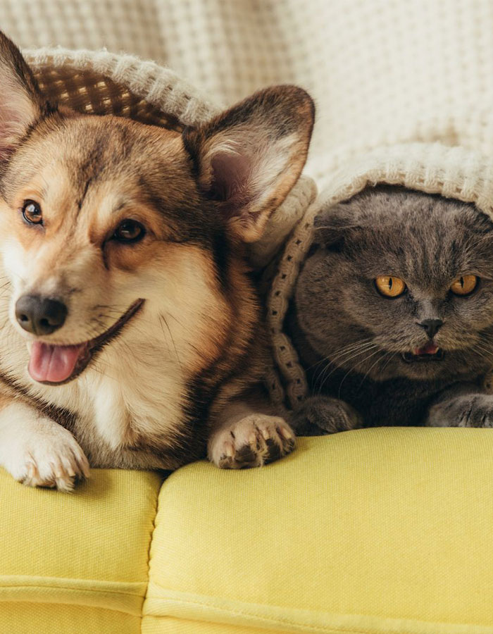 Naughty-dog-and-cat