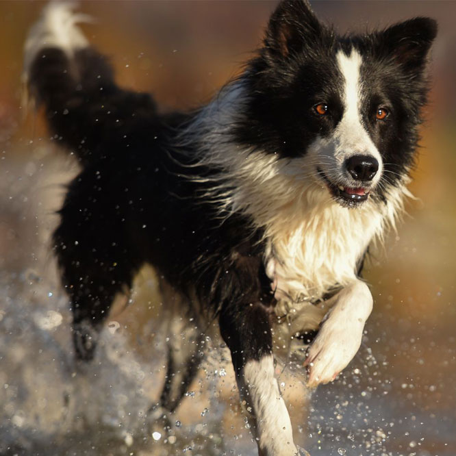 black and white dog running in the water black and white dog running in the water