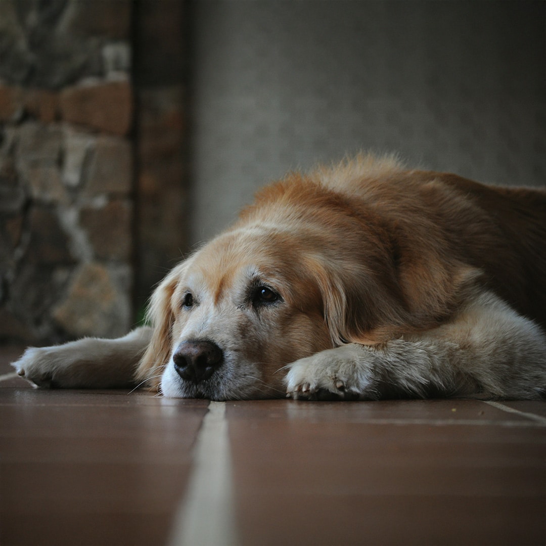 dog-dog-laying Lady grabbing her old dog and sharing love