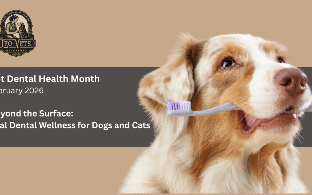 February is Pet Dental Health Month