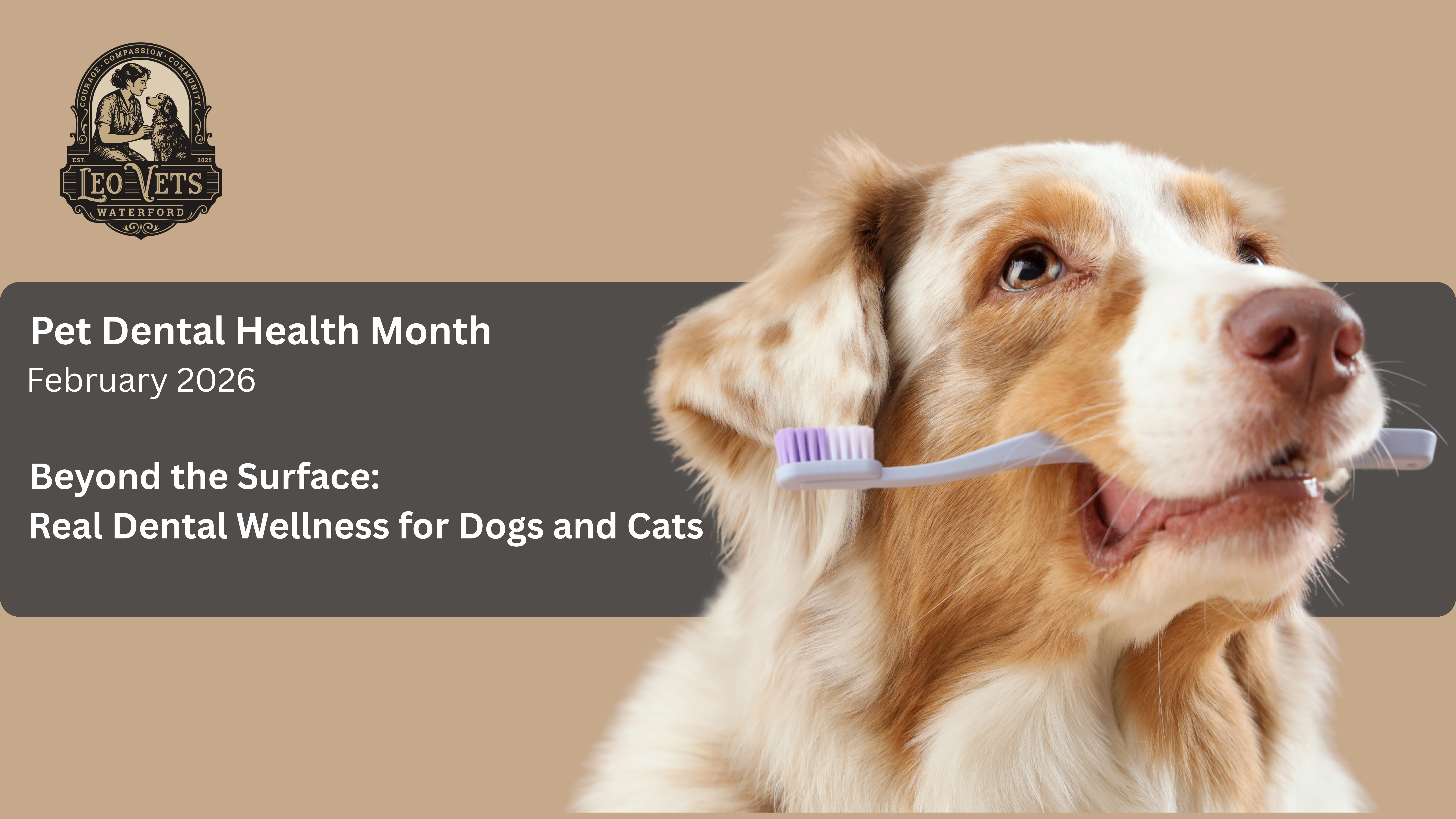 Beyond the Surface: Real Dental Health for Dogs and Cats