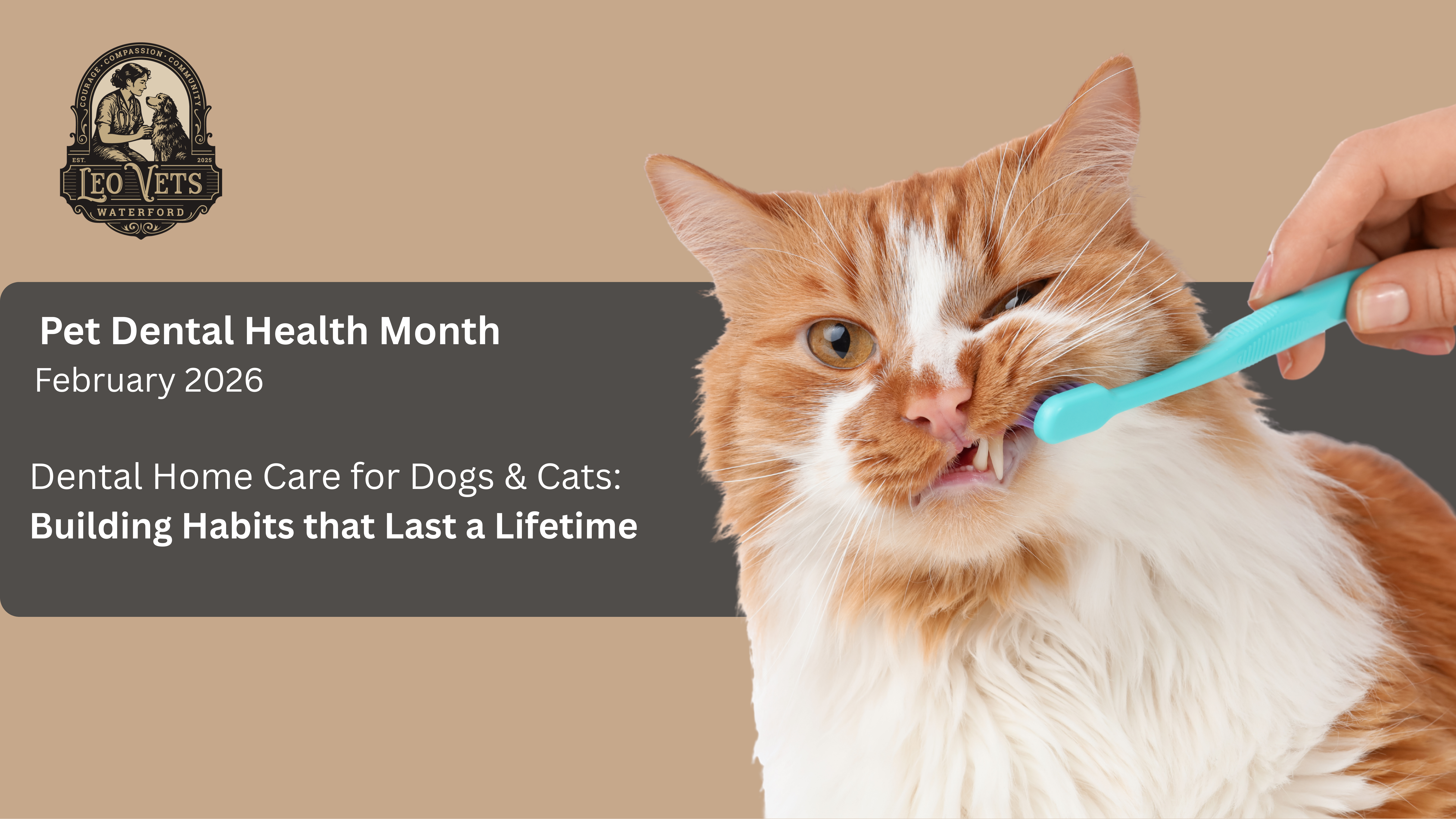 Home Dental Care for Dogs & Cats—Building Habits that Last a Lifetime