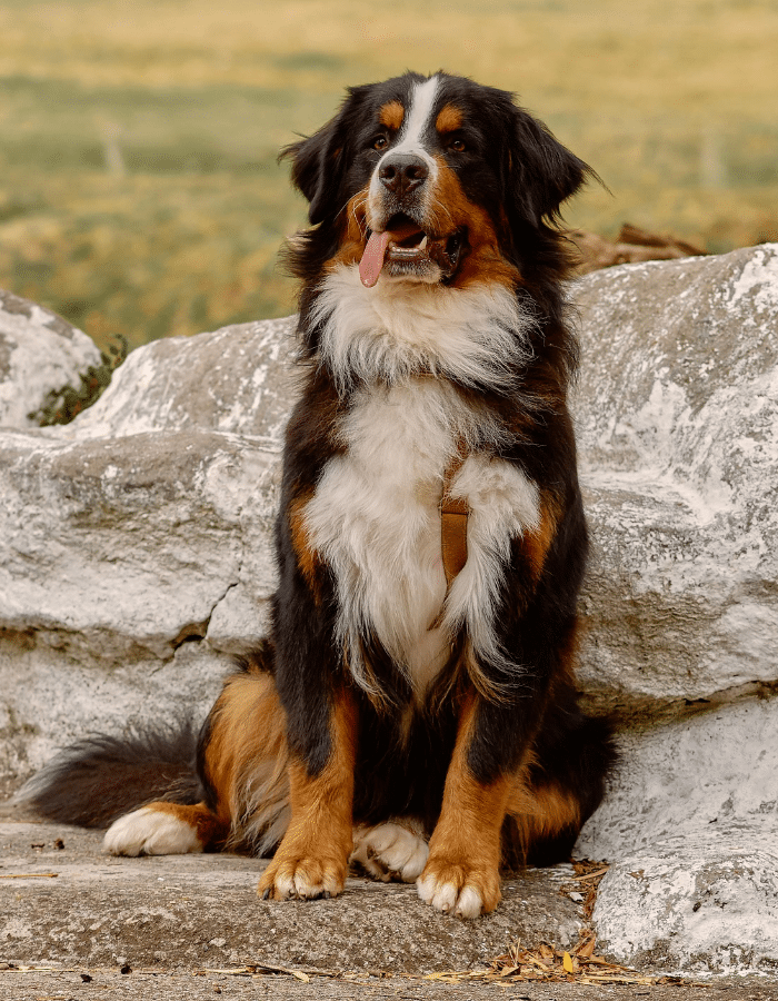 Black dog walking with their owner outside
